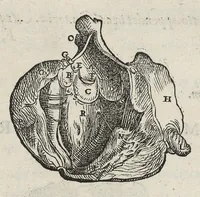 An illustration from Andreae Vesalii,... de Humani corporis fabrica libri septem... (1543)
