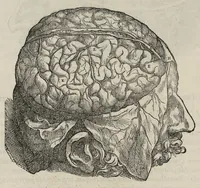 An illustration from Andreae Vesalii,... de Humani corporis fabrica libri septem... (1543)