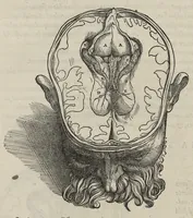 An illustration from Andreae Vesalii,... de Humani corporis fabrica libri septem... (1543)