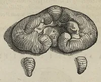 An illustration from Andreae Vesalii,... de Humani corporis fabrica libri septem... (1543)