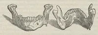 An illustration from Andreae Vesalii,... de Humani corporis fabrica libri septem... (1543)