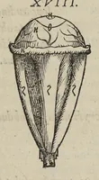An illustration from Andreae Vesalii,... de Humani corporis fabrica libri septem... (1543)
