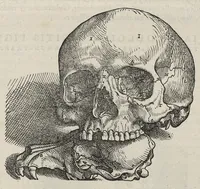 An illustration from Andreae Vesalii,... de Humani corporis fabrica libri septem... (1543)