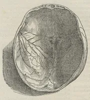 An illustration from Andreae Vesalii,... de Humani corporis fabrica libri septem... (1543)