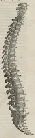 An illustration from Andreae Vesalii,... de Humani corporis fabrica libri septem... (1543)
