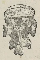 An illustration from Andreae Vesalii,... de Humani corporis fabrica libri septem... (1543)