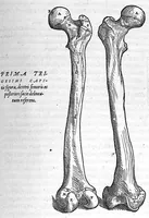 An illustration from Andreae Vesalii,... de Humani corporis fabrica libri septem... (1555)