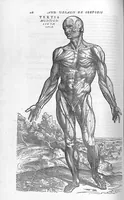 Picture 6 of 15 from Andreae Vesalii,... de Humani corporis fabrica libri septem... (1555), leaf 229