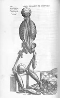 Picture 8 of 15 from Andreae Vesalii,... de Humani corporis fabrica libri septem... (1555), leaf 259