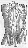 Picture 9 of 15 from Andreae Vesalii,... de Humani corporis fabrica libri septem... (1555), leaf 564
