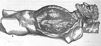 Picture 11 of 15 from Andreae Vesalii,... de Humani corporis fabrica libri septem... (1555), leaf 707