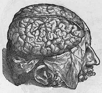An illustration from Andreae Vesalii,... de Humani corporis fabrica libri septem... (1555)