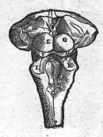 Picture 13 of 15 from Andreae Vesalii,... de Humani corporis fabrica libri septem... (1555), leaf 775
