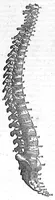 An illustration from Andreae Vesalii,... de Humani corporis fabrica libri septem... (1555)