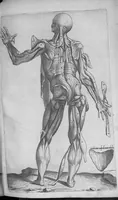 An illustration from Les portraits anatomiques de toutes les parties du corps humain, gravez en taille douce, par le commandement de feu Henry huictiesme, Roy d’Angleterre. Ensemble l’Abbregé d’André Vesal, et l’explication d’iceux, accompagnee d’une declaration Anatomique. Par Jaques Grevin, de Clermont en Beauvoisis, Medecin à Paris, (1569)