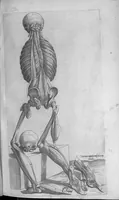 An illustration from Les portraits anatomiques de toutes les parties du corps humain, gravez en taille douce, par le commandement de feu Henry huictiesme, Roy d’Angleterre. Ensemble l’Abbregé d’André Vesal, et l’explication d’iceux, accompagnee d’une declaration Anatomique. Par Jaques Grevin, de Clermont en Beauvoisis, Medecin à Paris, (1569)