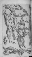 An illustration from Les portraits anatomiques de toutes les parties du corps humain, gravez en taille douce, par le commandement de feu Henry huictiesme, Roy d’Angleterre. Ensemble l’Abbregé d’André Vesal, et l’explication d’iceux, accompagnee d’une declaration Anatomique. Par Jaques Grevin, de Clermont en Beauvoisis, Medecin à Paris, (1569)