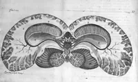 An illustration from Raymundi Vieussens doctoris medici Monspeliensis Nevrographia universalis. Hoc est, omnium corporis humani nervorum, simul & cerebri, medullæque spinalis descriptio anatomica; Eaque integra et accurata, variis Iconibus fideliter & ad vivum delineatis, æréque incisis illustrata: Cum ipsorum actione et usu, Physico discursu explicatis. Editio nova (1684)
