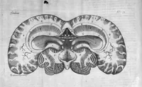 An illustration from Raymundi Vieussens doctoris medici Monspeliensis Nevrographia universalis. Hoc est, omnium corporis humani nervorum, simul & cerebri, medullæque spinalis descriptio anatomica; Eaque integra et accurata, variis Iconibus fideliter & ad vivum delineatis, æréque incisis illustrata: Cum ipsorum actione et usu, Physico discursu explicatis. Editio nova (1684)
