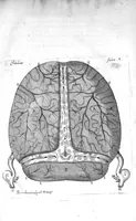 An illustration from Raymundi Vieussens doctoris medici Monspeliensis Nevrographia universalis. Hoc est, omnium corporis humani nervorum, simul & cerebri, medullæque spinalis descriptio anatomica; Eaque integra et accurata, variis Iconibus fideliter & ad vivum delineatis, æréque incisis illustrata: Cum ipsorum actione et usu, Physico discursu explicatis. Editio nova (1684)
