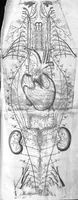 An illustration from Raymundi Vieussens doctoris medici Monspeliensis Nevrographia universalis. Hoc est, omnium corporis humani nervorum, simul & cerebri, medullæque spinalis descriptio anatomica; Eaque integra et accurata, variis Iconibus fideliter & ad vivum delineatis, æréque incisis illustrata: Cum ipsorum actione et usu, Physico discursu explicatis. Editio nova (1684)