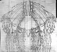 Picture 16 of 17 from Raymundi Vieussens doctoris medici Monspeliensis Nevrographia universalis. Hoc est, omnium corporis humani nervorum, simul & cerebri, medullæque spinalis descriptio anatomica; Eaque integra et accurata, variis Iconibus fideliter & ad vivum delineatis, æréque incisis illustrata: Cum ipsorum actione et usu, Physico discursu explicatis. Editio nova (1684), leaf 282