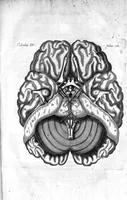 An illustration from Raymundi Vieussens doctoris medici Monspeliensis Nevrographia universalis. Hoc est, omnium corporis humani nervorum, simul & cerebri, medullæque spinalis descriptio anatomica; Eaque integra et accurata, variis Iconibus fideliter & ad vivum delineatis, æréque incisis illustrata: Cum ipsorum actione et usu, Physico discursu explicatis. Editio nova (1684)