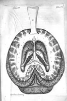 An illustration from Raymundi Vieussens doctoris medici Monspeliensis Nevrographia universalis. Hoc est, omnium corporis humani nervorum, simul & cerebri, medullæque spinalis descriptio anatomica; Eaque integra et accurata, variis Iconibus fideliter & ad vivum delineatis, æréque incisis illustrata: Cum ipsorum actione et usu, Physico discursu explicatis. Editio nova (1684)