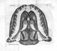 An illustration from Raymundi Vieussens doctoris medici Monspeliensis Nevrographia universalis. Hoc est, omnium corporis humani nervorum, simul & cerebri, medullæque spinalis descriptio anatomica; Eaque integra et accurata, variis Iconibus fideliter & ad vivum delineatis, æréque incisis illustrata: Cum ipsorum actione et usu, Physico discursu explicatis. Editio nova (1684)