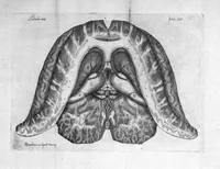 An illustration from Raymundi Vieussens doctoris medici Monspeliensis Nevrographia universalis. Hoc est, omnium corporis humani nervorum, simul & cerebri, medullæque spinalis descriptio anatomica; Eaque integra et accurata, variis Iconibus fideliter & ad vivum delineatis, æréque incisis illustrata: Cum ipsorum actione et usu, Physico discursu explicatis. Editio nova (1684)