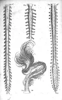 An illustration from Historia anatomica humani corporis et singularum ejus partium multis controversiis et observationibus novis (1627)