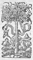 An illustration from Scribonii Largi de Compositionibus medicamentorum Liber unus, antehac nusquam excusus : Joanne Ruellio, doctore medico castigatore. (1528)