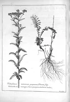 Picture 13 of 20 from Mémoires pour servir à l'histoire des plantes (1686), leaf 102