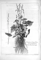 Picture 15 of 20 from Mémoires pour servir à l'histoire des plantes (1686), leaf 108