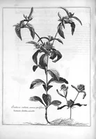 An illustration from Mémoires pour servir à l'histoire des plantes (1686)