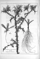 Picture 17 of 20 from Mémoires pour servir à l'histoire des plantes (1686), leaf 112