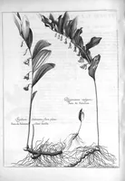 Picture 18 of 20 from Mémoires pour servir à l'histoire des plantes (1686), leaf 116