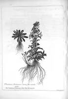 Picture 19 of 20 from Mémoires pour servir à l'histoire des plantes (1686), leaf 120