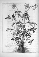 Picture 5 of 20 from Mémoires pour servir à l'histoire des plantes (1686), leaf 56