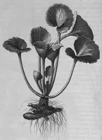 Picture 8 of 20 from Mémoires pour servir à l'histoire des plantes (1686), leaf 74