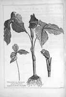 Picture 10 of 20 from Mémoires pour servir à l'histoire des plantes (1686), leaf 82