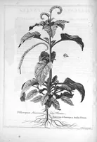 Picture 11 of 20 from Mémoires pour servir à l'histoire des plantes (1686), leaf 84
