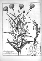 Picture 12 of 20 from Mémoires pour servir à l'histoire des plantes (1686), leaf 86