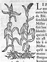 An illustration from Les six livres de Pedarion Dioscoride d’Anazarbe de la matiere medicale, translatez de Latin en François. A chacun Chapitre sont adjoustees certaines annotations fort doctes, et recueillies des plus excellens Medecins, anciens et modernes (1553)