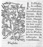 An illustration from Les six livres de Pedarion Dioscoride d’Anazarbe de la matiere medicale, translatez de Latin en François. A chacun Chapitre sont adjoustees certaines annotations fort doctes, et recueillies des plus excellens Medecins, anciens et modernes (1553)