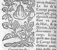 An illustration from Les six livres de Pedarion Dioscoride d’Anazarbe de la matiere medicale, translatez de Latin en François. A chacun Chapitre sont adjoustees certaines annotations fort doctes, et recueillies des plus excellens Medecins, anciens et modernes (1553)