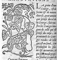 Picture 15 of 31 from Les six livres de Pedarion Dioscoride d’Anazarbe de la matiere medicale, translatez de Latin en François. A chacun Chapitre sont adjoustees certaines annotations fort doctes, et recueillies des plus excellens Medecins, anciens et modernes (1553), leaf 155