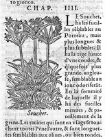 Picture 3 of 31 from Les six livres de Pedarion Dioscoride d’Anazarbe de la matiere medicale, translatez de Latin en François. A chacun Chapitre sont adjoustees certaines annotations fort doctes, et recueillies des plus excellens Medecins, anciens et modernes (1553), leaf 17