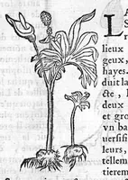 An illustration from Les six livres de Pedarion Dioscoride d’Anazarbe de la matiere medicale, translatez de Latin en François. A chacun Chapitre sont adjoustees certaines annotations fort doctes, et recueillies des plus excellens Medecins, anciens et modernes (1553)
