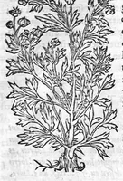 An illustration from Les six livres de Pedarion Dioscoride d’Anazarbe de la matiere medicale, translatez de Latin en François. A chacun Chapitre sont adjoustees certaines annotations fort doctes, et recueillies des plus excellens Medecins, anciens et modernes (1553)
